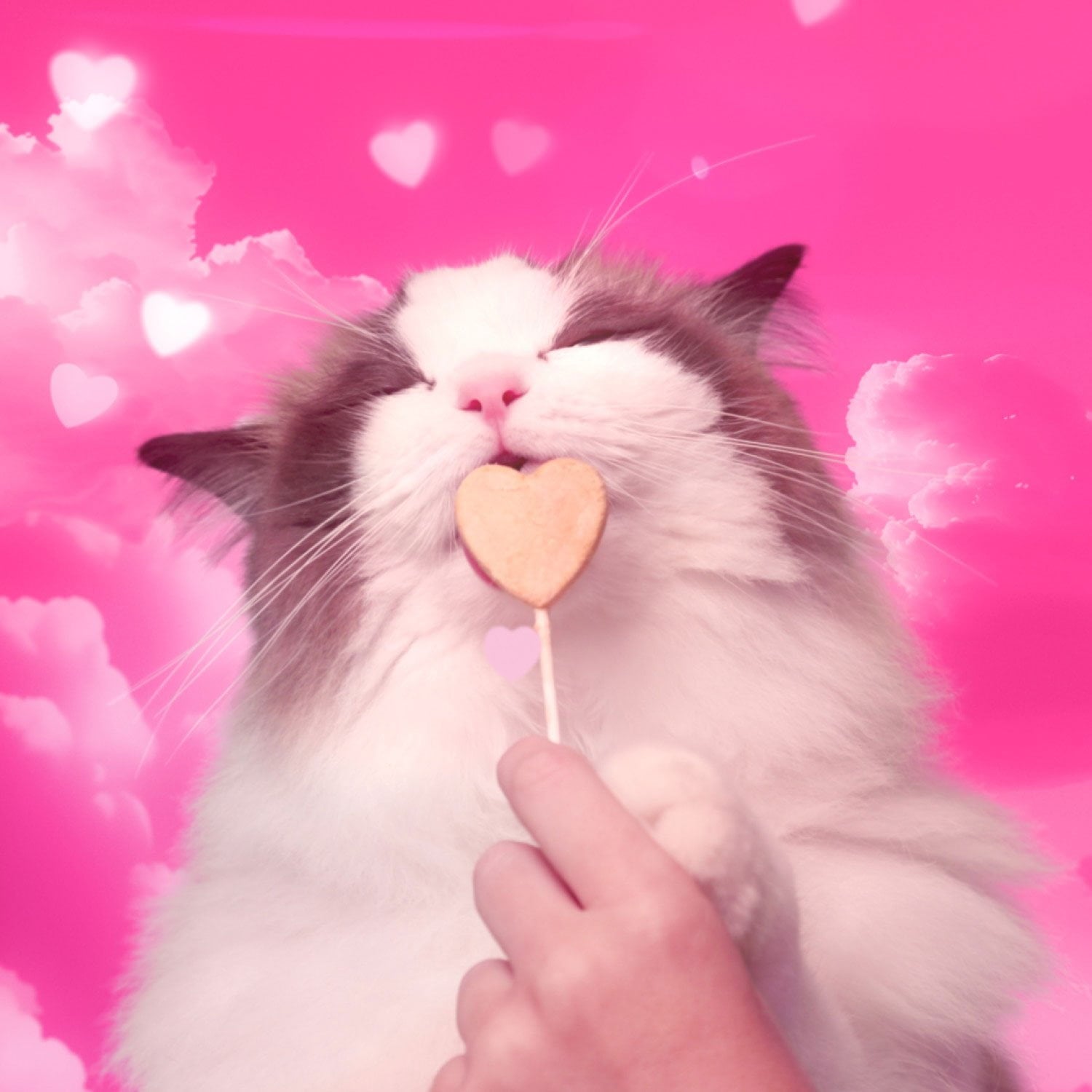 BONKERS Purrpops、フリーズドライチキン風味ロリポップキャットトリーツ、36 個入り。