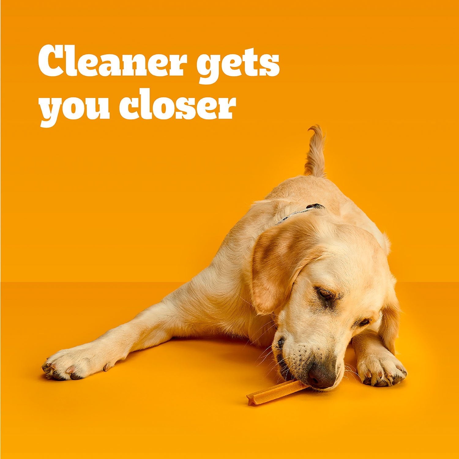 ペディグリー DENTASTIX™、バラエティパック、成犬用大型犬用デンタルトリーツ、65個入り