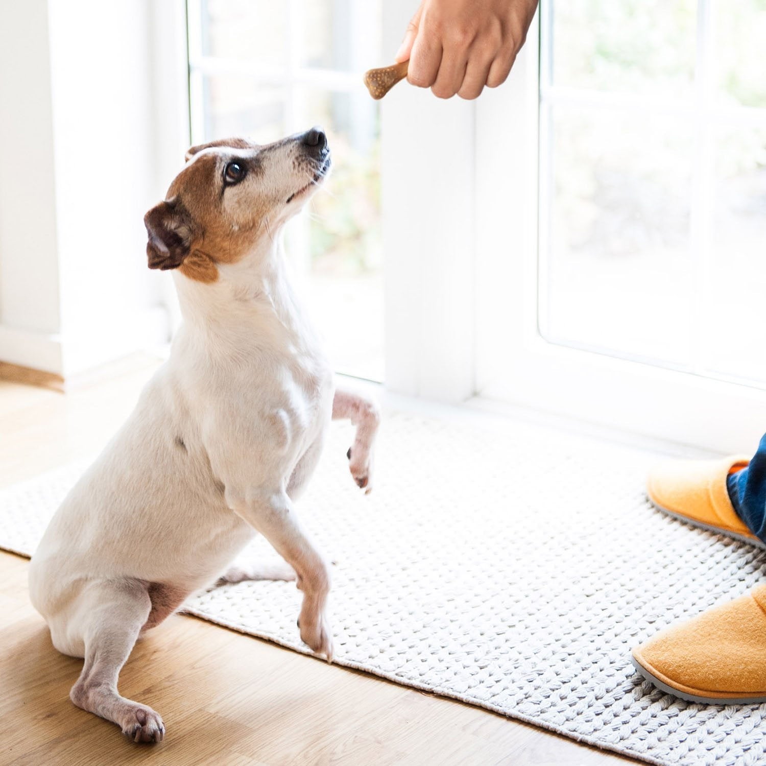 Arm &amp; Hammer、チキン風味の犬用ナビーズ デンタルトリーツ、139 個入り。